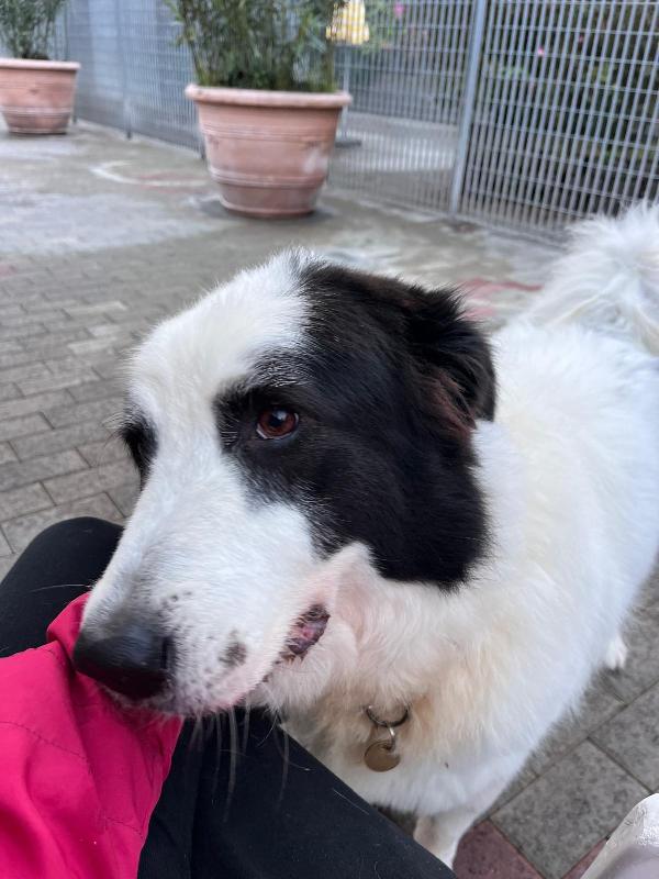 SIMBA MAREMMANO Foto 7